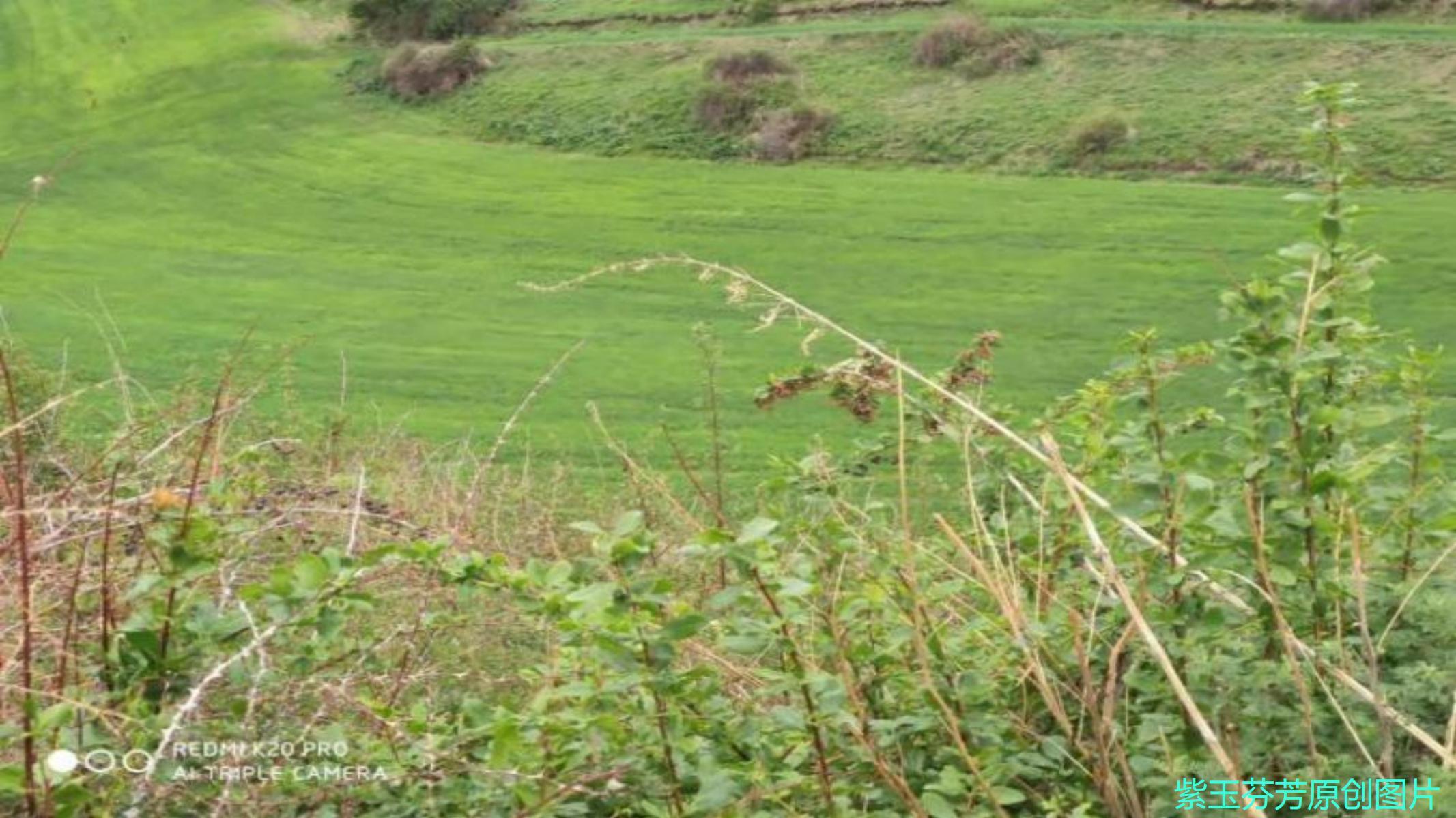 饮食|调脂益肝汤