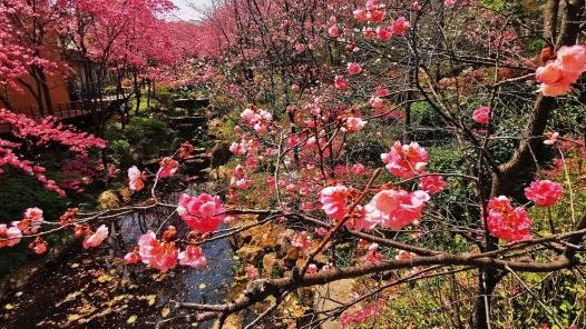 银川|【中国最佳爱情表白地】见一面吧！就在樱花盛放的大理！