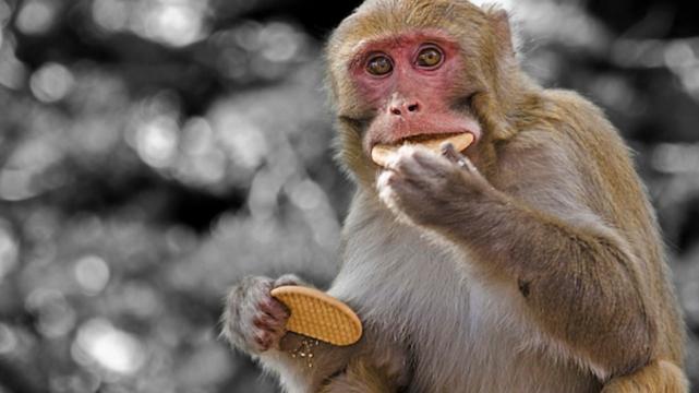 运势|好运到来运势上升，日子一天比一天美好，属猴人搭乘机会职场翻身