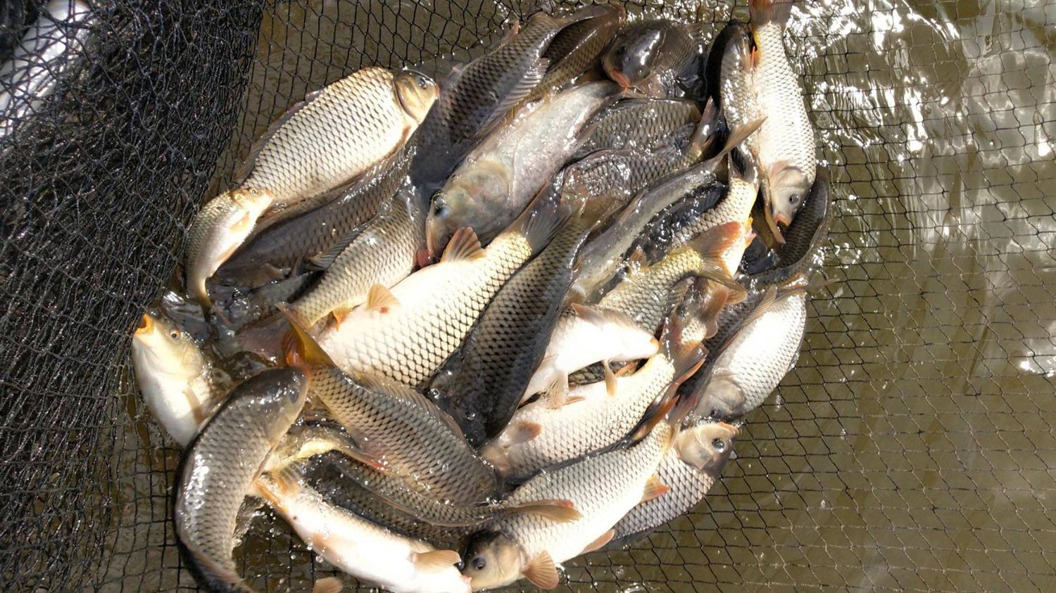 |夏季什么时候的鱼最好钓？夏季鱼口最好的4个时间