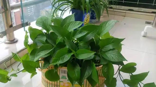 ?各种植物对甲醛的缓解情况介绍