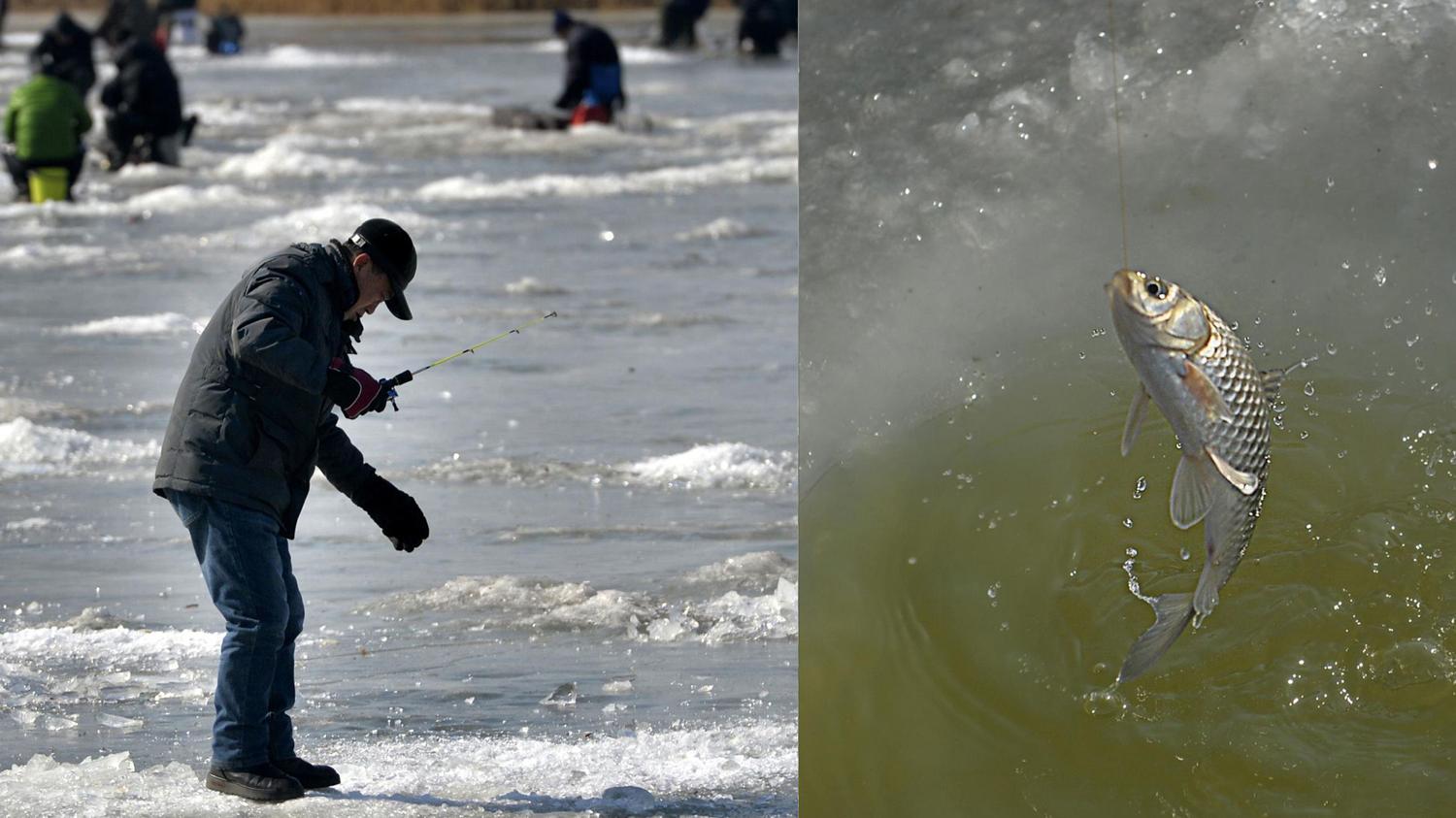 蛋白质|冬天想要多钓鱼，鱼饵需要具备的四个典型特征，效果非常好