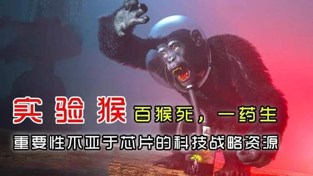 试验猴的作用到底有多大？又是否违背人道主义呢？