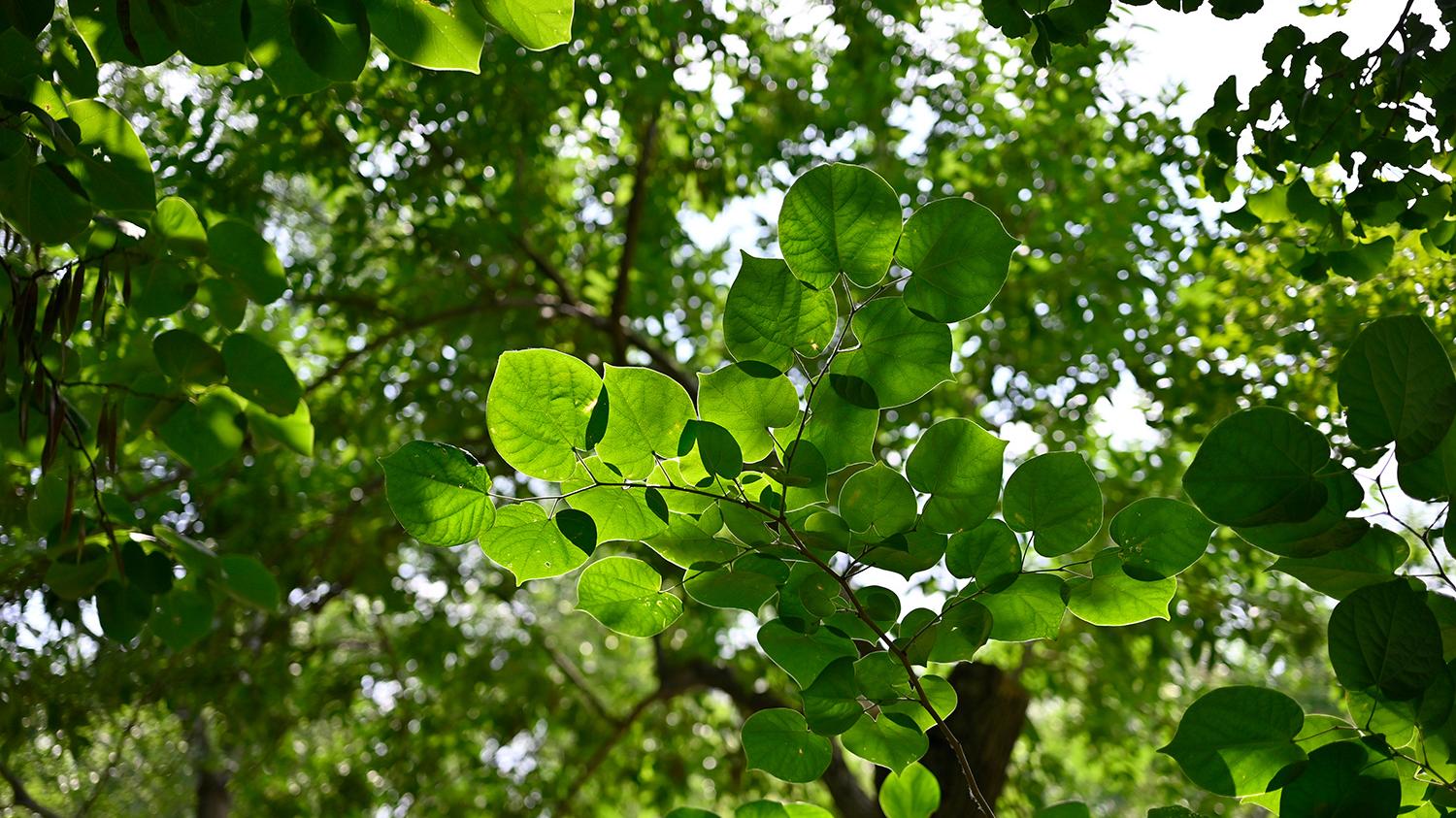 键盘|微距对垒，佳能RF口85微距，对阵尼康Z口50微距，谁表现更好？