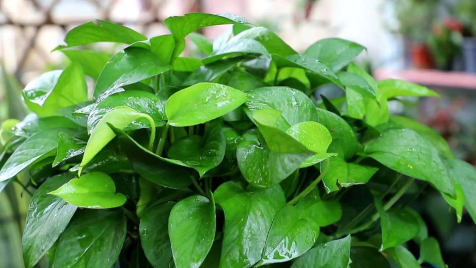 卧室摆上6种花，好养好看颜值高，净化空气，还能改善睡眠