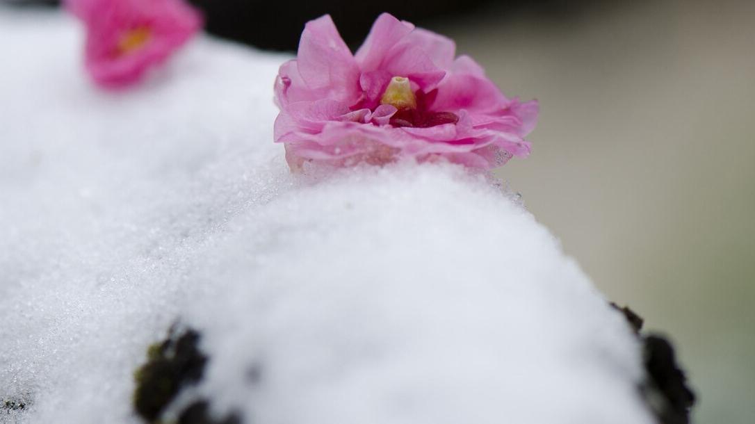 被雨雪冷得瑟瑟发抖的南方，回暖日期已确定？农谚咋说