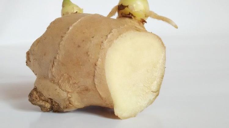 淋巴结|入夏多吃姜，“吃姜”有讲究，别乱吃，这3种姜能不吃就不吃