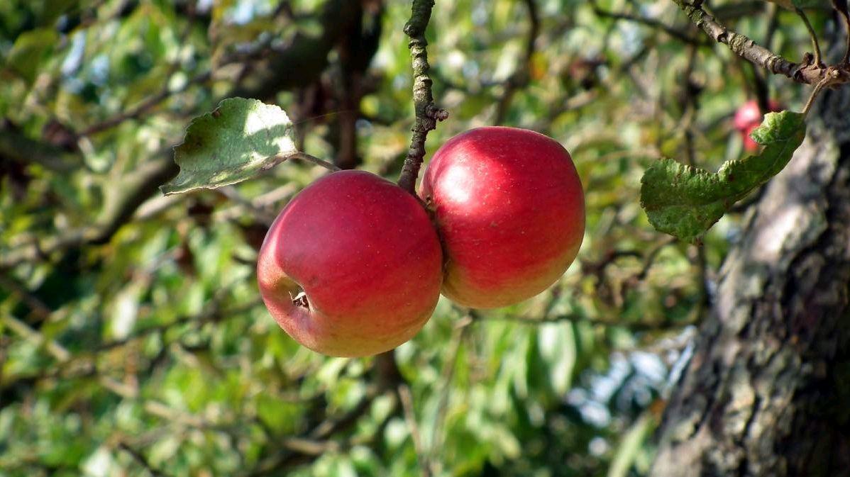 水果 女人如果不差钱，日常多吃“4果1茶”，有助美容养颜，气色好