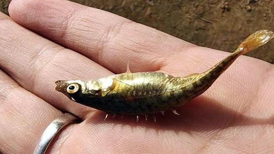 天津市|天津一男子火了，野钓收获带刺的“怪鱼”，神奇之处在它的屁股上