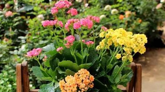 不跟人们争氧气的“6种花”，养在卧室里，睡眠都变好了