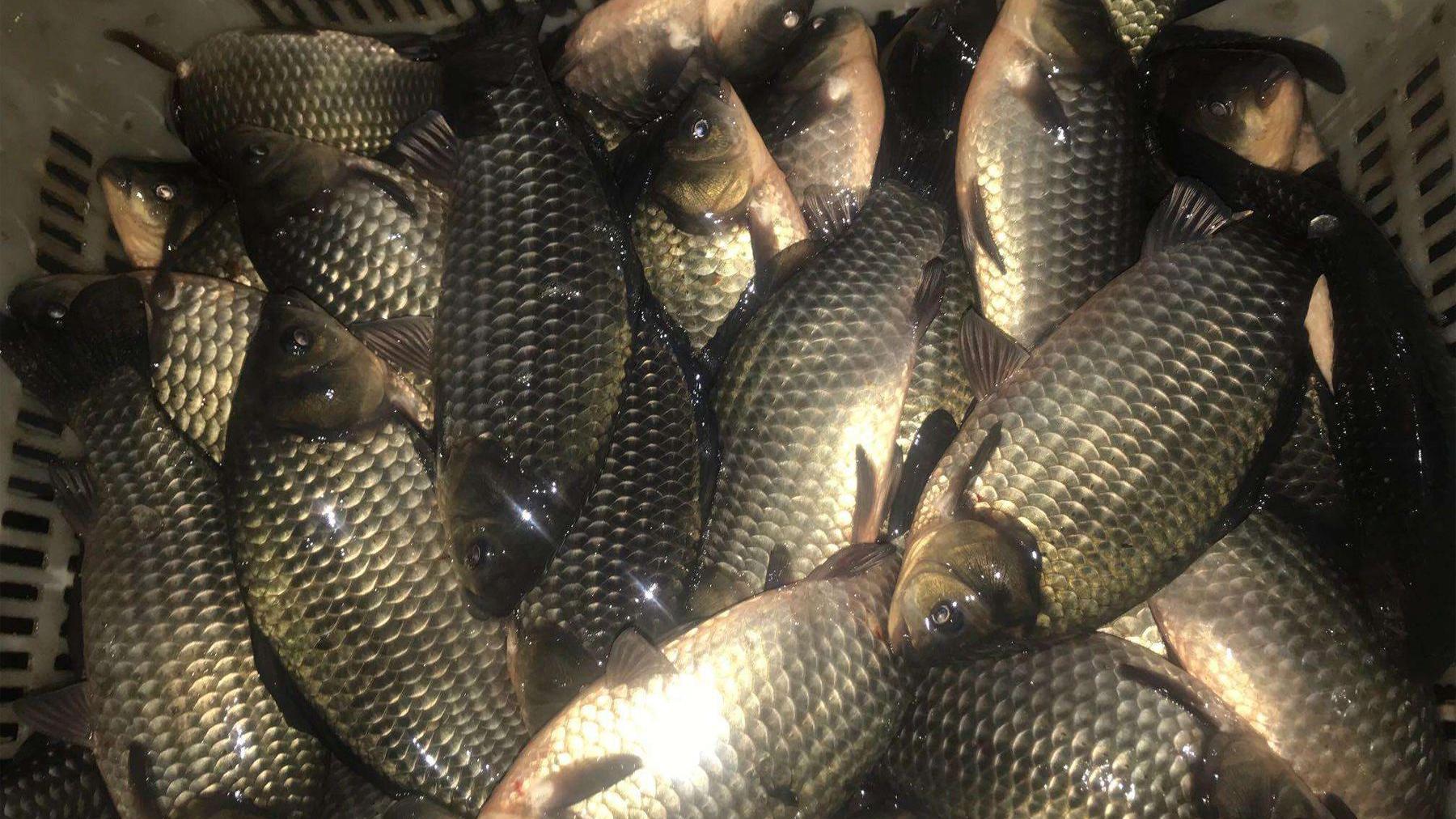 |学会就风和就水，只要有水，就不怕钓不到鲫鱼