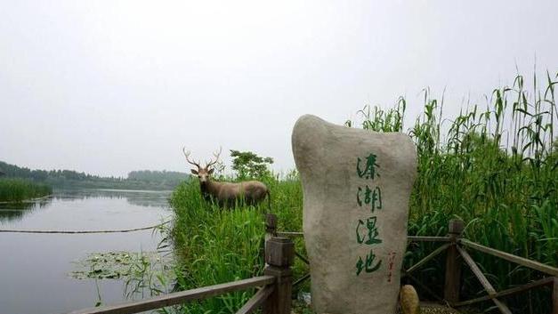 江苏省|江苏一5A景区，湖泊河流占面积的百分之37，有“水乡明珠”之称