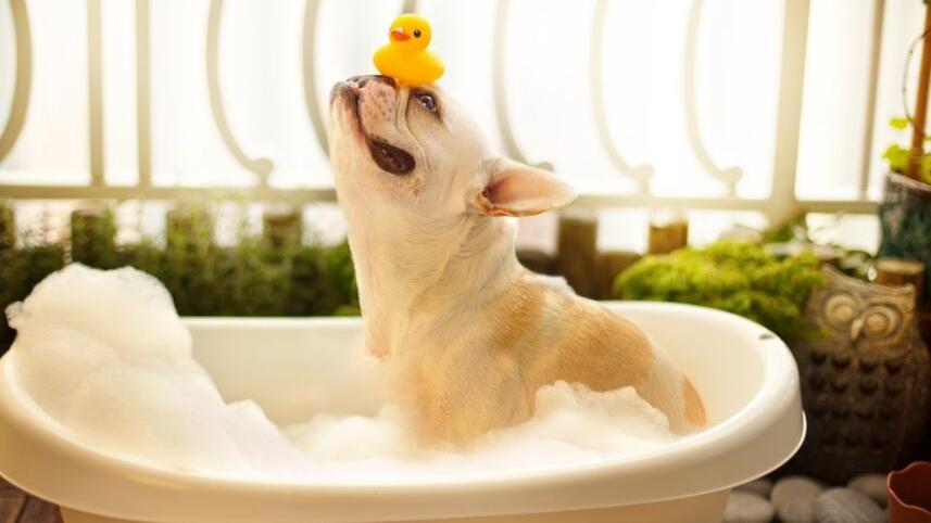 怎样养成良好的摄影习惯，捕捉宠物的精彩瞬间！