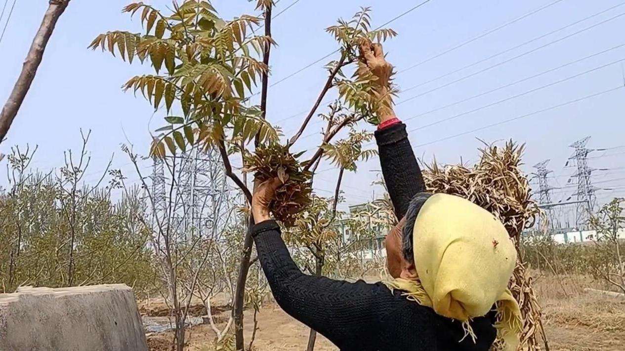 香椿|保存香椿不用腌，教你三招，從春天吃到冬天，久放口感也新鮮