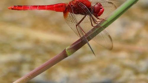 温泉|红蜻蜓睡在荷花旁一见钟情