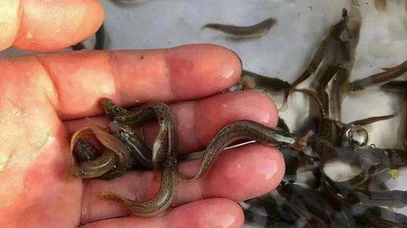 饵料|泥鳅钓鱼饱受争议，是“眼红”钓得多？钓友：其实危害比电鱼还大