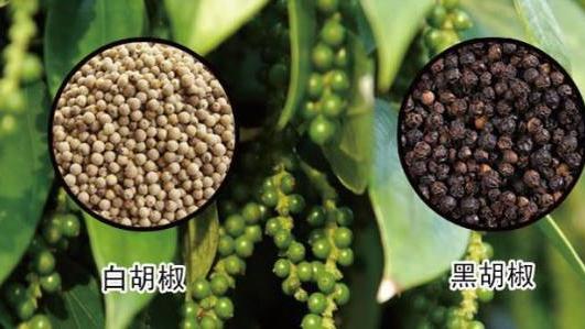 南瓜|过冬四件宝