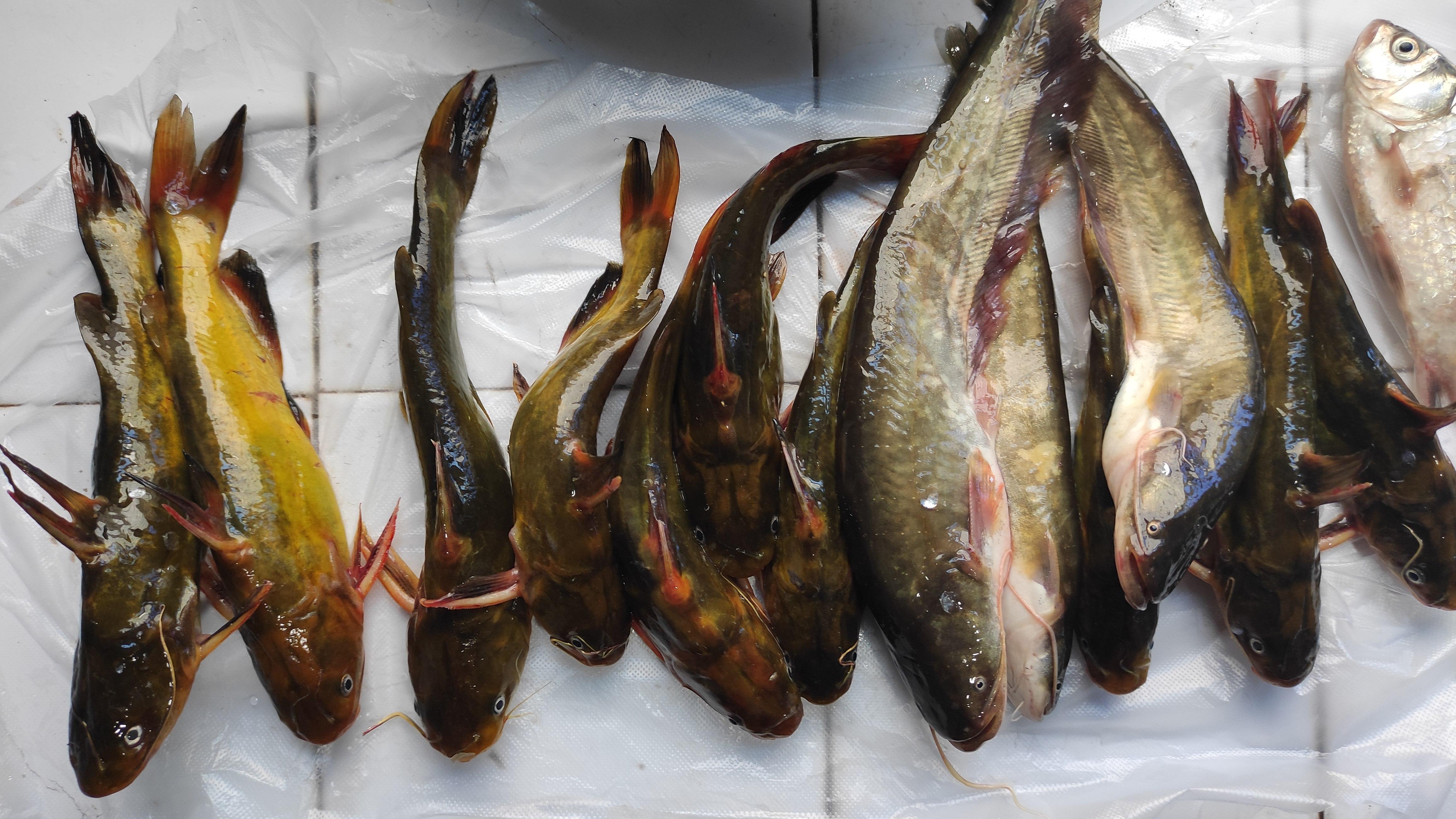 饵料|夏季野钓超好用的五款“天然饵料”，只有对症下药才能鱼口不断