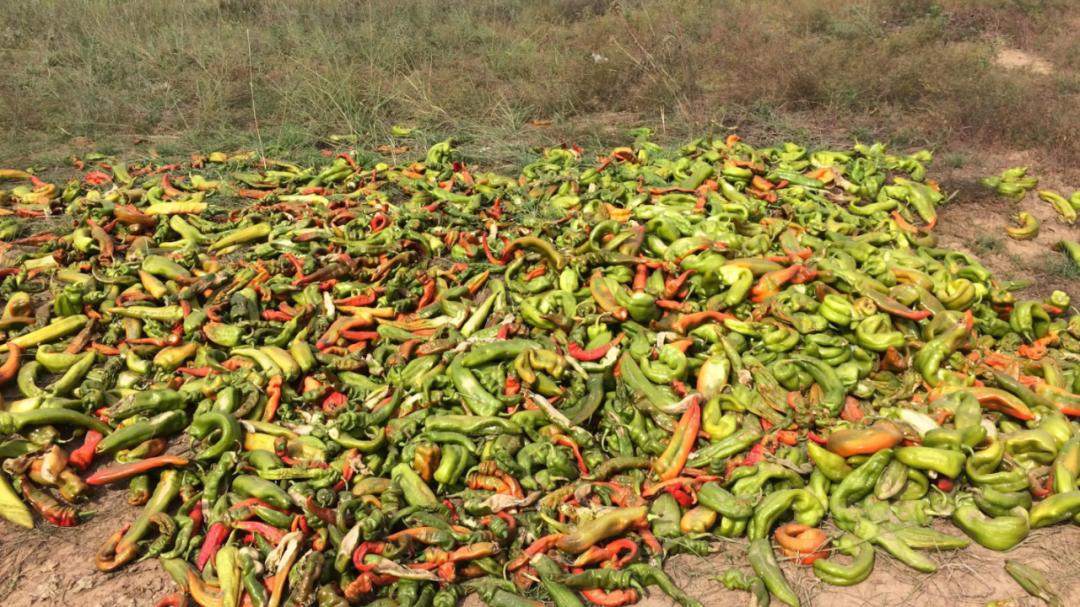 补钙|让人“望椒兴叹”的背后，到底是谁给了辣椒疯狂涨价的底气