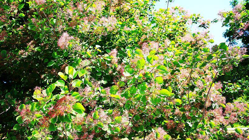 立夏将至：做1事吃3物，还有1事不要做，平和蓄力下半年