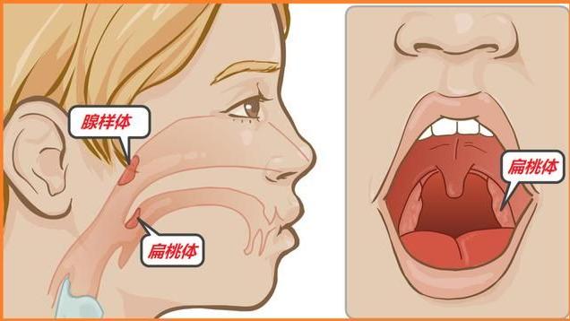 腺病毒|美国 CDC，关于不明病因肝炎事件的奇文