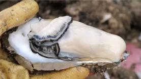 豆腐|来自深圳的千年蚝情