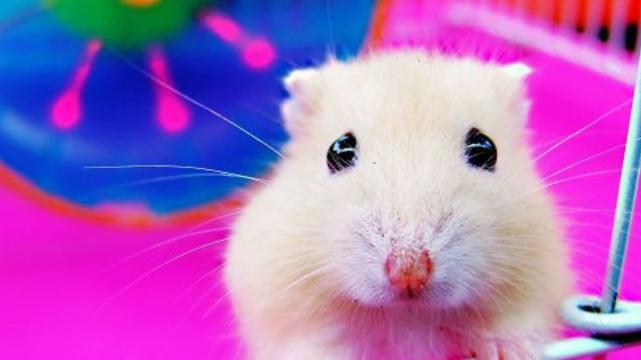 |遇到难题贵人主动来敲门，生肖鼠勇敢挑战职场危机，顺利转危为安