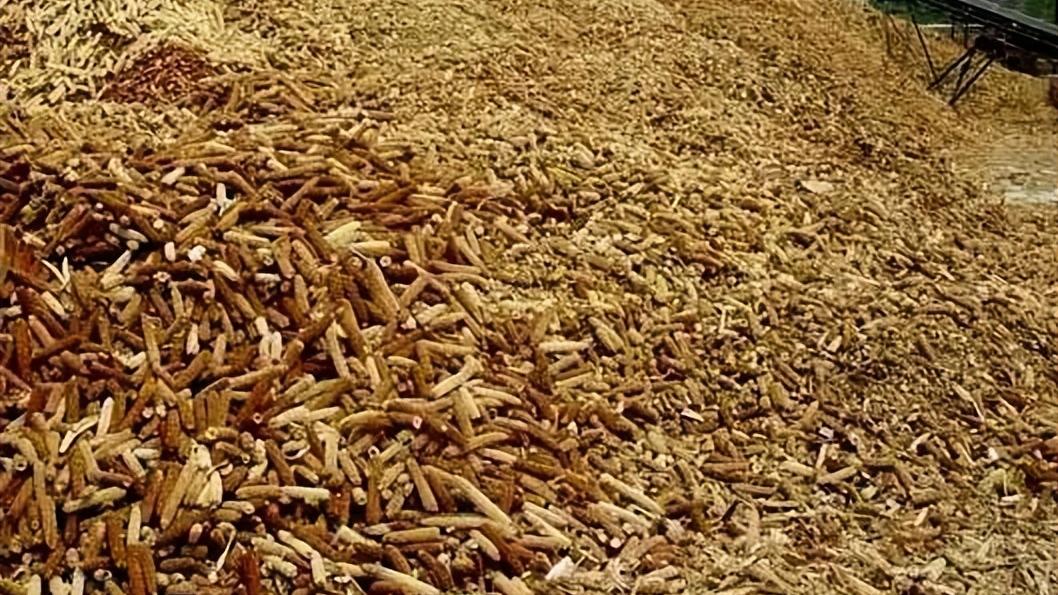 玉米|我国拿来喂猪，在韩国却是高档美食，比玉米还高价，创汇40亿