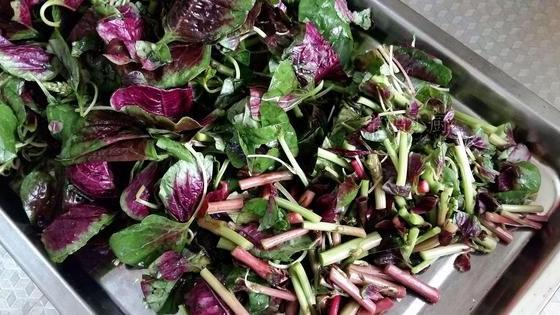 苋菜|长得像竹竿，做臭豆腐不错，做腌菜也是一绝，好吃又下饭