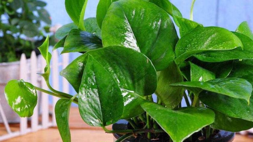 厨房油烟机的废油，30天给绿萝喂一次，叶片油绿猛长新芽