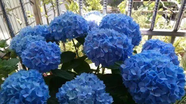 谁说阳台朝北养不了花？5种花，就适合北阳台，耐阴又皮实