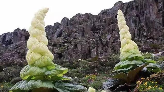 川藏公路|川藏线的“神奇白菜”：一生只开花一次，碰一下就要赔2万？