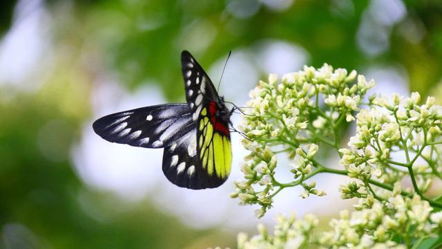 人生如梦：十二首梦的著名诗词，欣赏诗人们的情思与哀怨