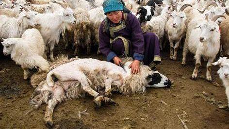 为什么在内蒙古大草原上，当地人更爱煮羊肉，而不是美味的烤羊肉？