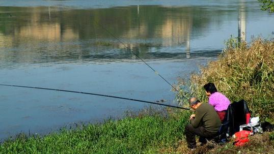 饵料|蛇鱼大战！男子野钓遇罕见一幕，大蛇咬了条鮰鱼，网友：人不如蛇