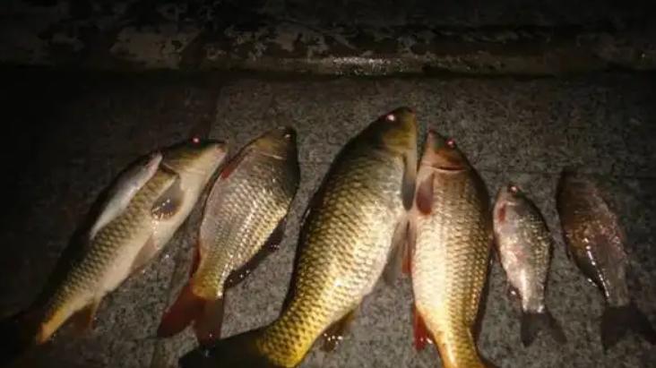 |夏季夜钓鱼口一定好？错了，这“4不钓”搞不懂，就不会有鱼！