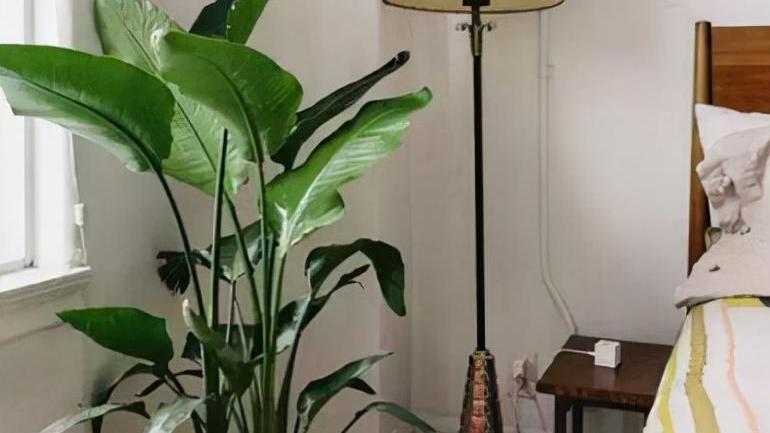 奶奶对我说，卧室别养7类花，仔细想一想，不是“迷信”是科学