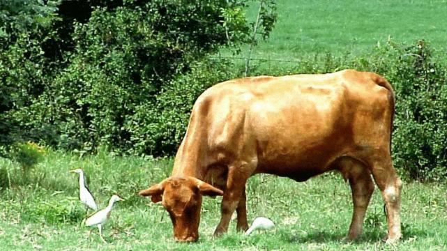 属牛|喜气盈门如意平安，属牛人利用天赐机会，在职场闪耀光芒