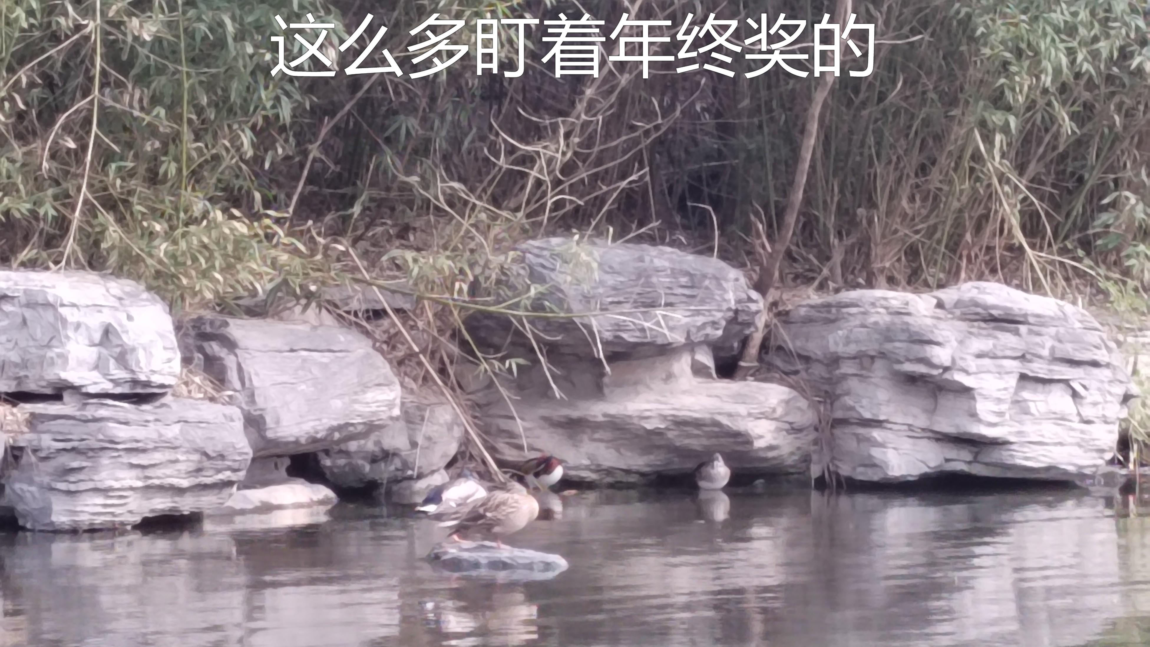 处女座|今年发年终奖了吗？有人都没有发，有人发了五位数还是不满意！