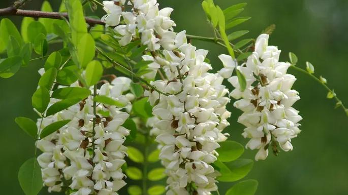 蘑菇|槐花飘香，来吃“春”啦~