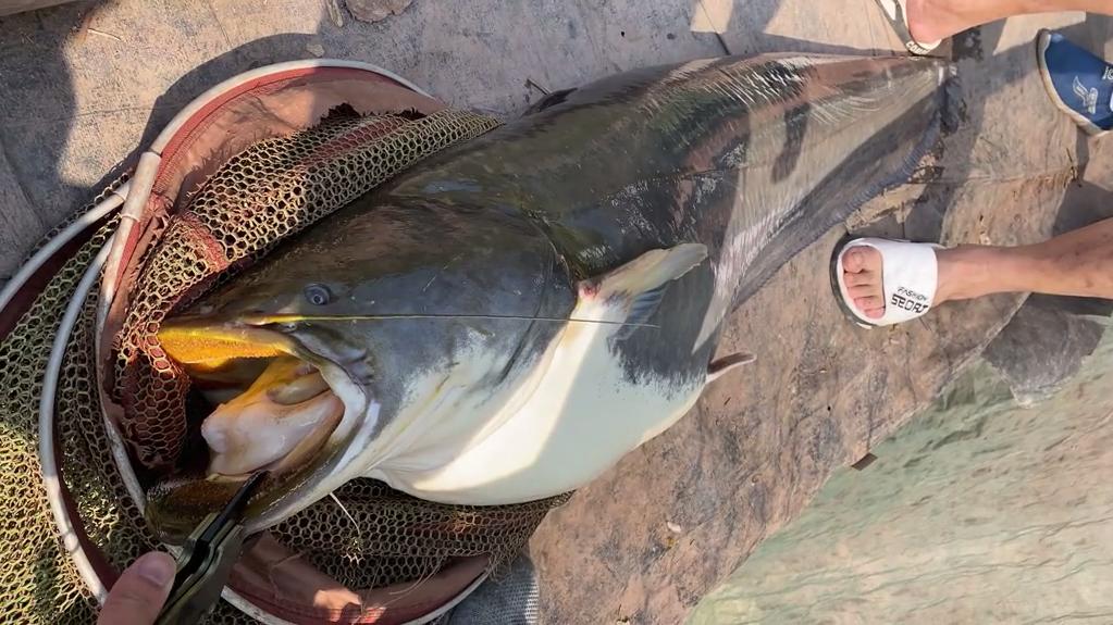 正能量|四川一水库89斤巨鲶出水，多人劝钓者放生，钓者心说我都放生姜