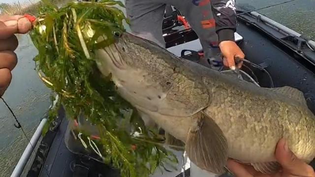 |江苏湖泊黑鱼大暴走，有人三小时钓了几十条，网友：是去批发的吧