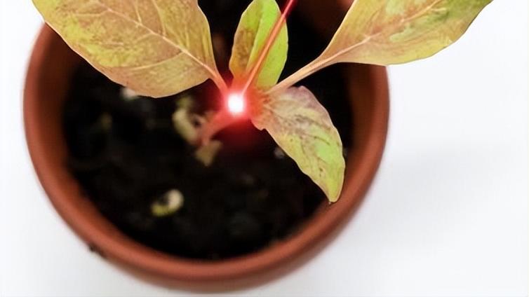 机器人|国外小伙造激光机器人1小时除草10万株，地毯式“轰炸”，AI识别