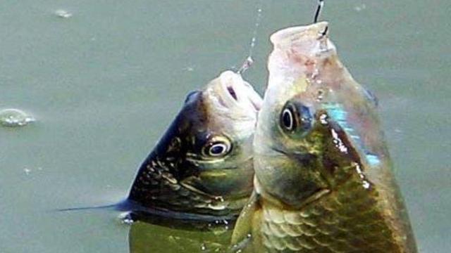 |渔乐杂谈：民间谚语话夏钓