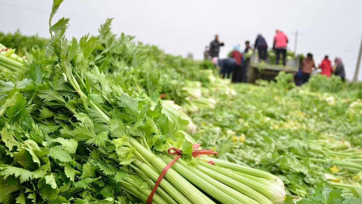 蔬菜|农民遭遇卖菜难近十万斤蔬菜被毁掉，一些地方为何要毁菜？