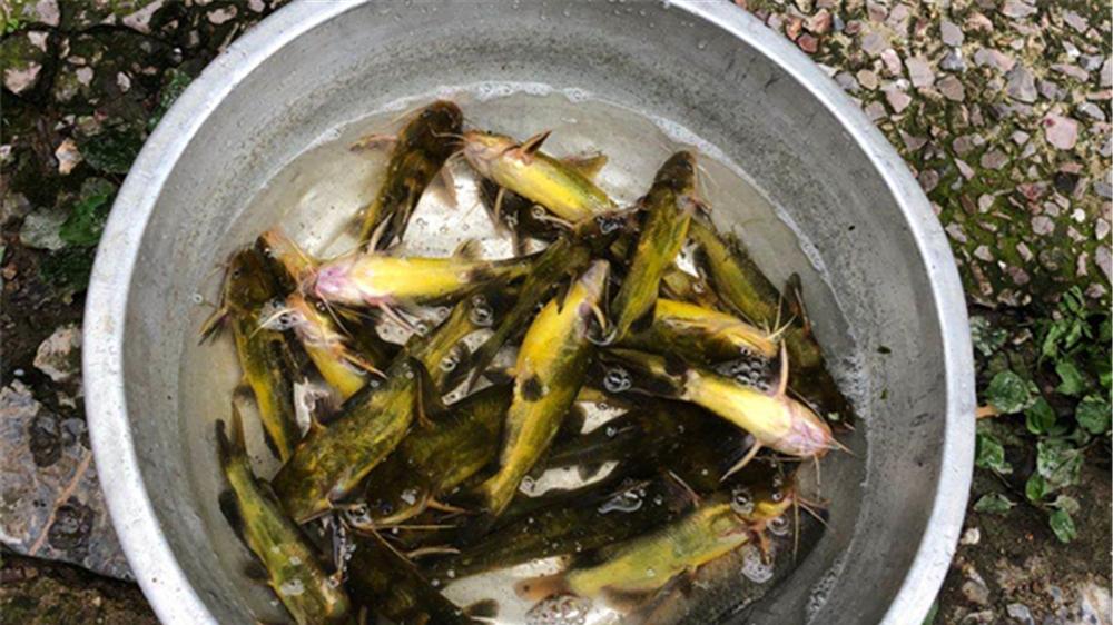 杭州|春钓黄颡鱼，找4种钓位，狂拉不停口，爆护妥妥的