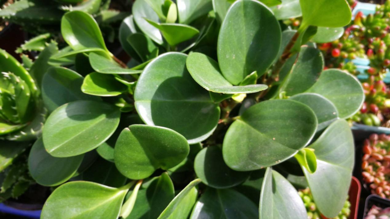 家居装饰中具有较高价值的小型观赏植物——豆瓣绿