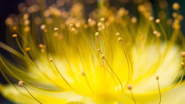 摄影技巧：9种创意花卉拍摄技巧分享