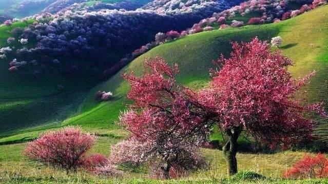 新疆维吾尔自治区|2022年春天必去一次新疆，看一次杏花