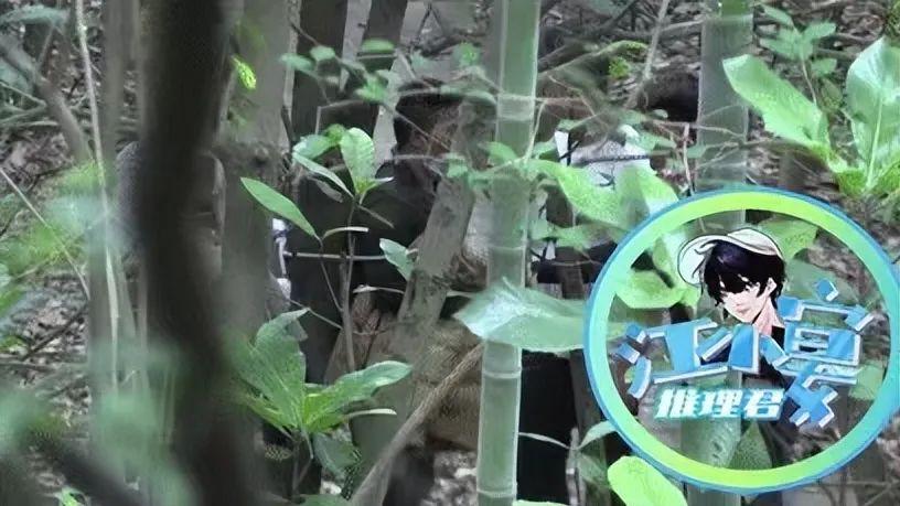 鞠婧祎|鞠婧祎拍戏遭骚扰，抓住男子后绑树上教训，两方起冲突现场混乱